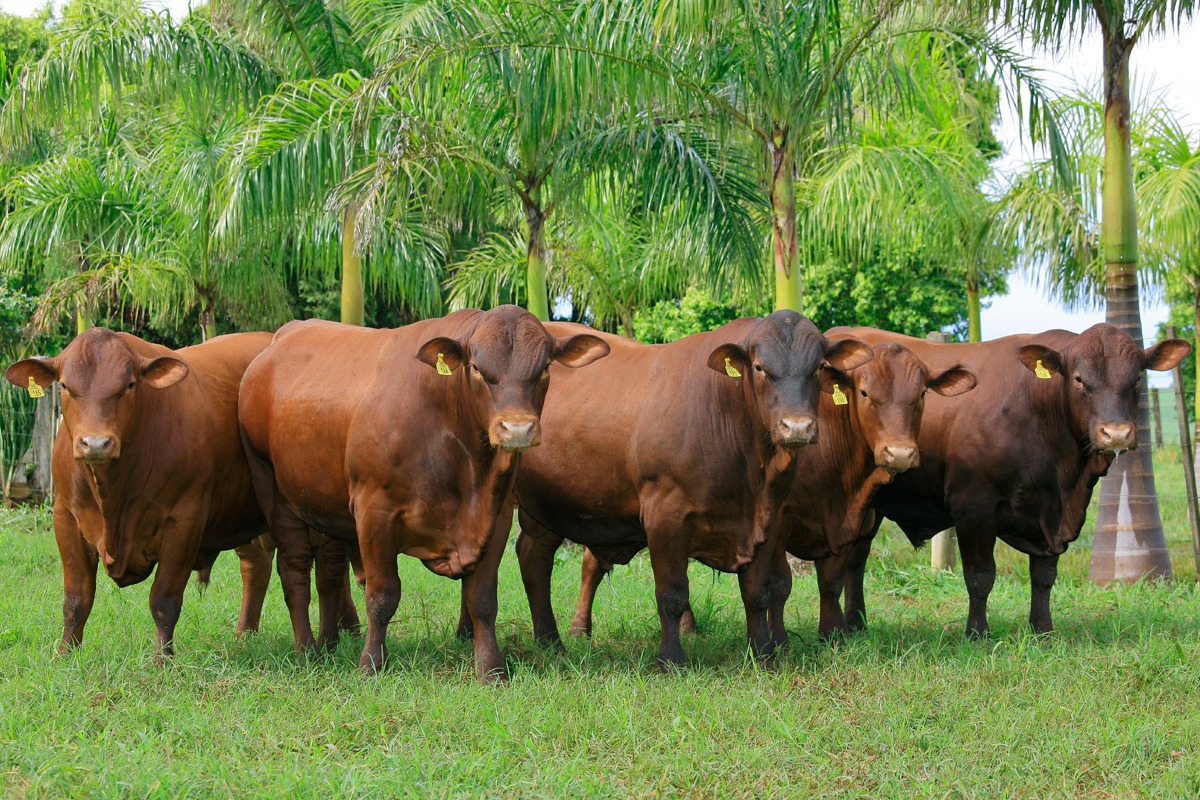 JRS Senepol realiza Dia de Campo e Leilão dia 29 de outubro